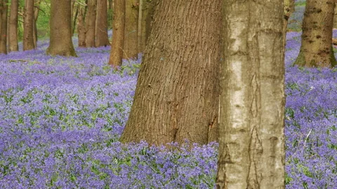 Springtime scenery : bluebells bloom in an oak tree wood, dolly shot Stock-Footage 106932964