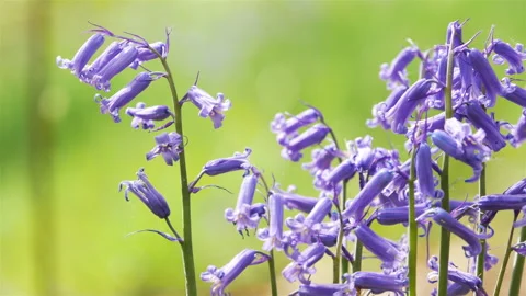 Springtime scenery : bluebells bloom in an oak tree wood, dolly shot Stock-Footage 106933976