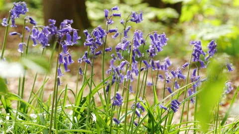 Springtime scenery : bluebells bloom in an oak tree wood, dolly shot Stock Footage 106934199