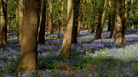 Springtime scenery : bluebells bloom in an oak tree wood, dolly shot Stock-Footage 106935499