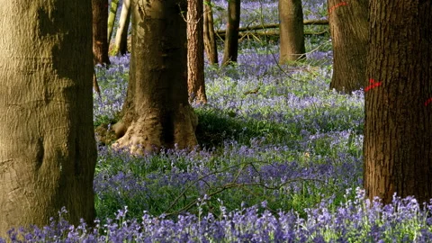 Springtime scenery : bluebells bloom in an oak tree wood, dolly shot Stock-Footage 106936123