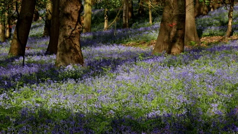 Springtime scenery : bluebells bloom in an oak tree wood, dolly shot Stock-Footage 106937747