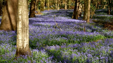 Springtime scenery : bluebells bloom in an oak tree wood, dolly shot Stock-Footage 106938263