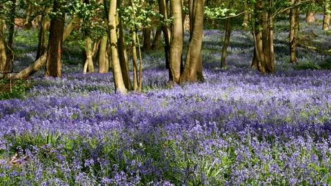 Springtime scenery : bluebells bloom in an oak tree wood, dolly shot Stock-Footage 106939832