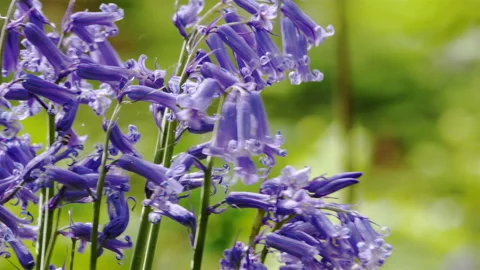 Springtime scenery : bluebells bloom in an oak tree wood, dolly shot Stock-Footage 106942393