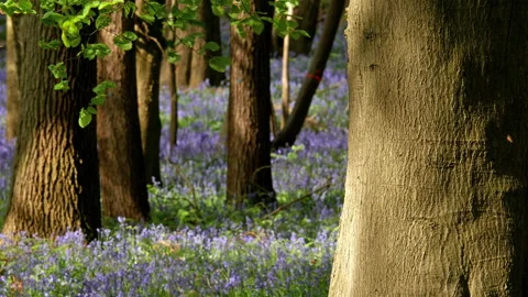Springtime scenery : bluebells bloom in an oak tree wood, dolly shot Stock Footage 106946480