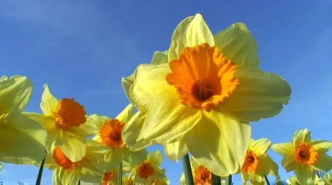 Springtime scenery Stock Footage