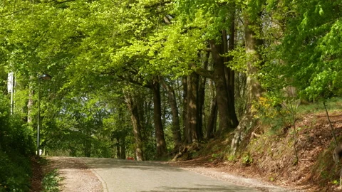 Springtime scenery :  pavement path in the woods, dolly shot in Belgium Stock Footage 106941953