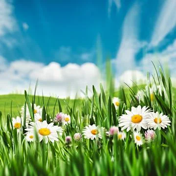 Springtime. Seasonal rural backgrounds with grass and chamomile flowers Stock Illustration