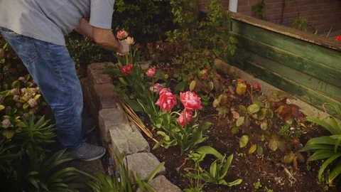 Springtime. Senior man  is working in the garden. Watering flowers Stock-Footage 88607645