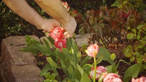 Springtime. Senior man  is working in the garden. Watering flowers Stock Footage 88608084