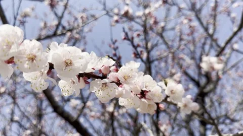 Springtime Serenade: Apricot Blossoms and Busy Bees Stock Footage 270086732