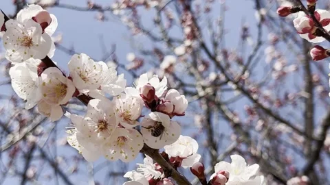Springtime Serenade: Apricot Blossoms and Busy Bees Stock Footage 270086760