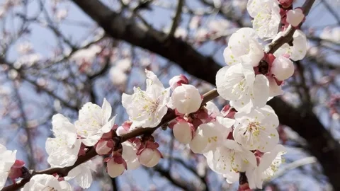 Springtime Serenade: Apricot Blossoms and Busy Bees Stock Footage 270086780