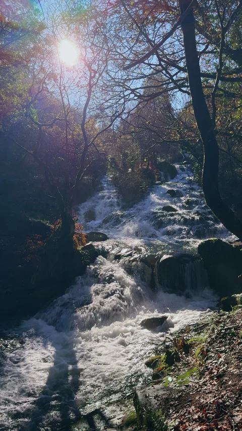Springtime Serenade: Sunlit Water Flowing Through Forest Rocks Stock Footage 273374449