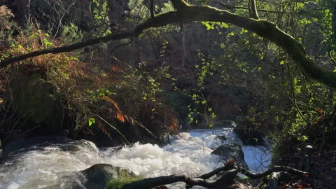 Springtime Serenity: A Forest Stream in Full Flow Stock Footage 260757454