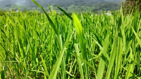 Springtime Serenity, Lush Green Grass Close Up Stock Footage 265062432