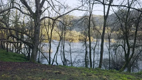 Springtime Serenity: Riverside Trees Bathed in Sunlight Stock Footage 265005114