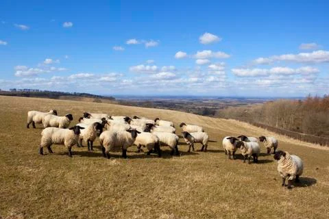 Springtime sheep Stock Photos