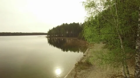 Springtime shore with light green spruce tree, aerial shot rising upwards Stock Footage 68031699