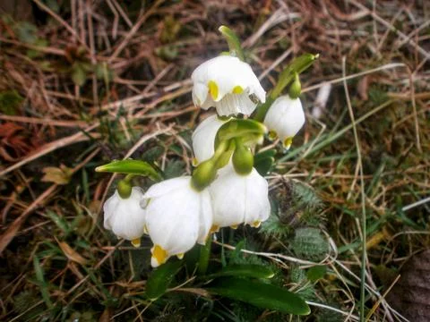 Springtime Snowdrop Bloom Stock Photos