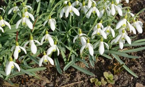 Springtime with snowdrop Stock Photos