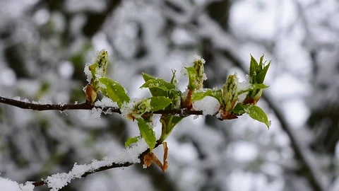 Springtime snowfall Stock Footage 128799624