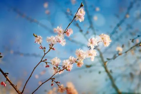 Springtime spirit Stock Photos