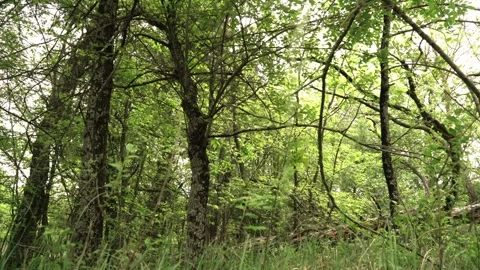 Springtime Splendor: Lush Foliage in the Woods Stock Footage 255832010