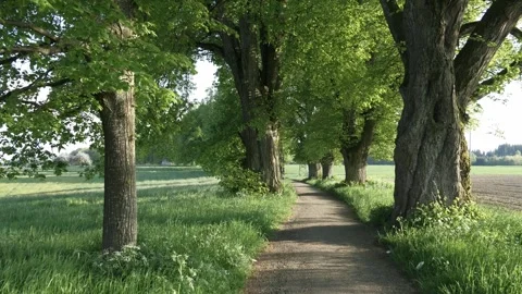 Springtime Stroll on a Tree-Lined Avenue in Allgu with Lush Green Fields and Stock Footage 309033388