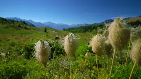 Springtime Summer In The Rocky Mountains Video stock 230093592
