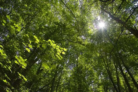 Springtime sunlight coming through the new growth green forest in Toronto, Ca Stock Photos