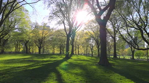 Springtime sunlight illuminates the growing fresh green in Central Park Video stock 263180963