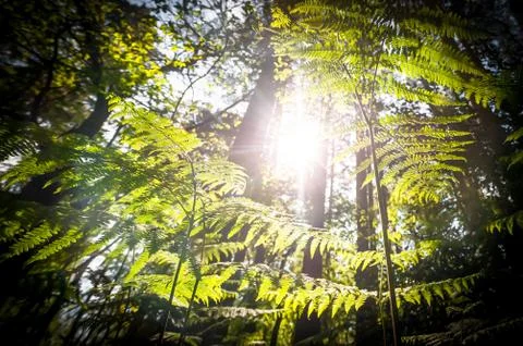 Springtime sunrise Stock Photos