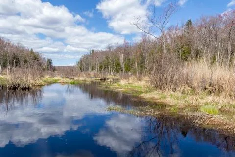 Springtime Swamp Afternoon Stock Photos