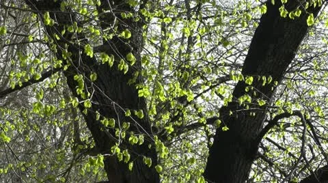 Springtime Sycamore Trees 02 Stock Footage 10867843