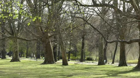 Springtime Sycamore Trees 03 park 60fps slowmotion Stock Footage 10867861
