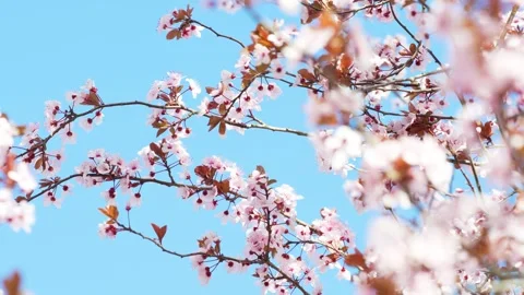 Springtime Symphony in Blossoms Stock Footage 267031225