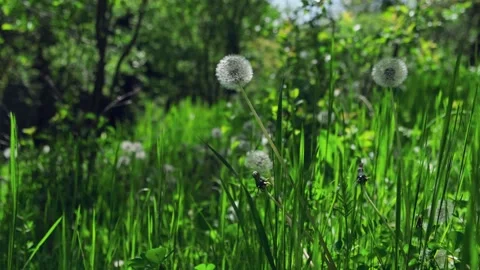 Springtime theme. Stock Footage 262020875
