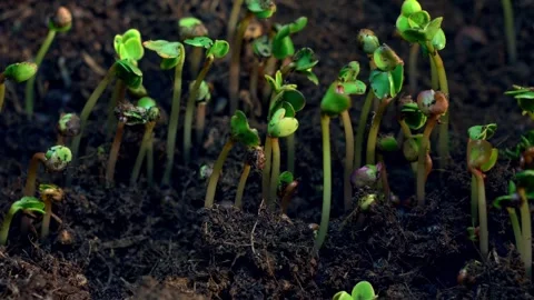 Springtime Time lapse of Plant Sprouts Emerging from Soil Stock Footage 295376450