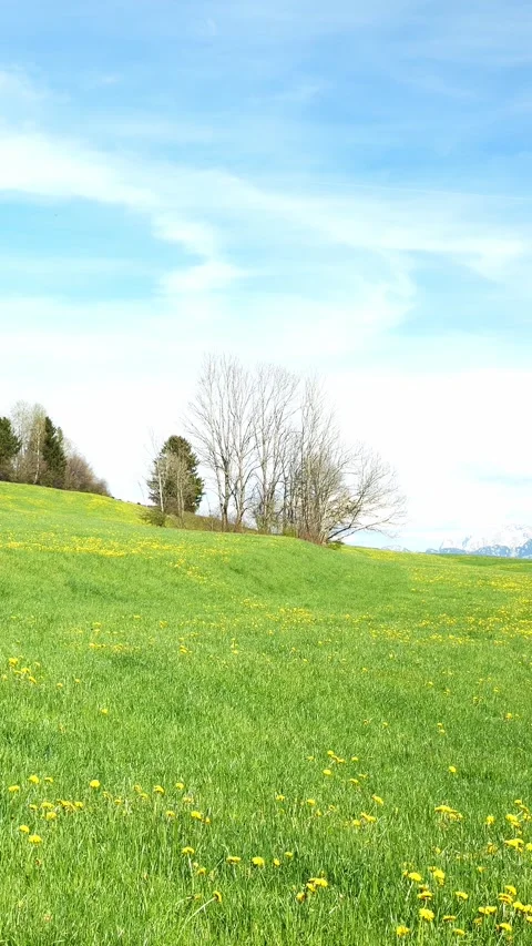 Springtime Timelapse: Green Meadows, Lively Dandelion Blooms, and the Quiet F Stock Footage 309226577