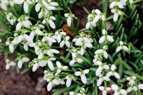 Springtime. Top view. Snowdrop spring flowers in a clearing in the forest. Sn Stock Photos