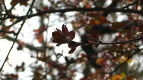 Springtime Tree 05 Video stock 10867881