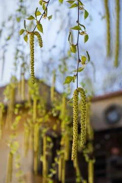 Springtime tree birch branches with young fresh green leaves, buds and catkins. Stock Photos