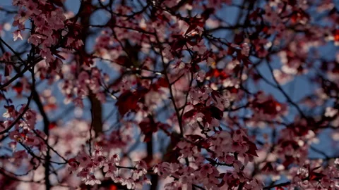Springtime tree blooming pink flowers under blue sky Stock Footage 335274989