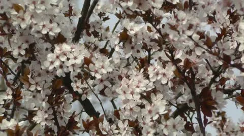 Springtime Tree in Blossoms 01 動画素材 10867889