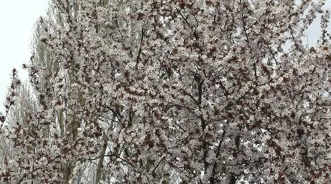 Springtime Tree in Blossoms 02 Stock Footage 10867938