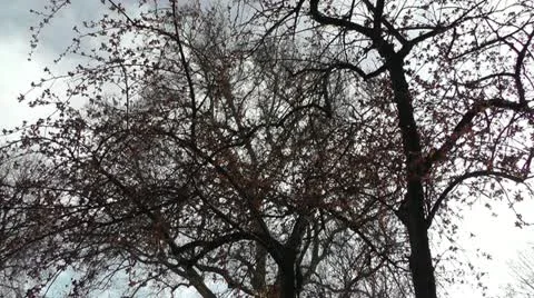 Springtime Tree in Blossoms 03 Stock Footage 10868113