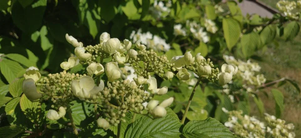Springtime tree blossoms Stock Photos
