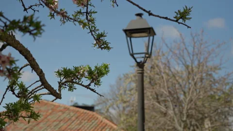 Springtime tree branch blooming with fresh green leaves Stock Footage 335272552
